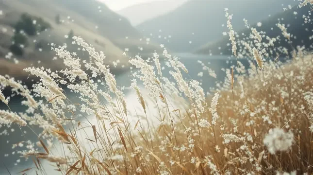 芦花飞雪封面 - 河岸风声影像